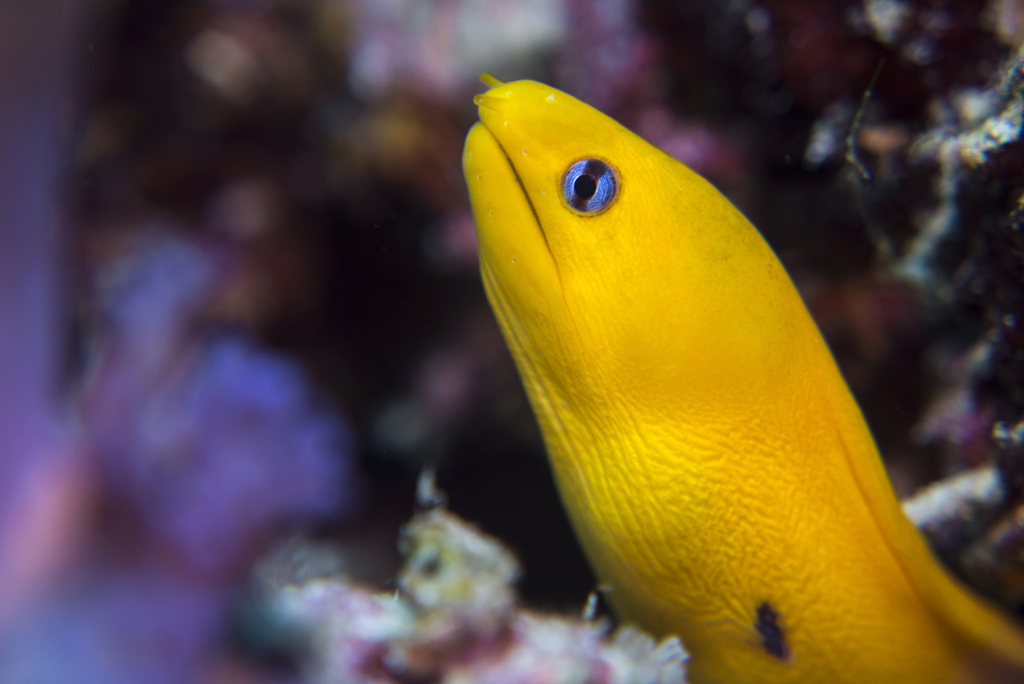 Blackspot Moray