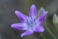 Triteleia bridgesii