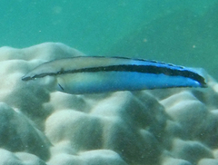 Aspidontus taeniatus