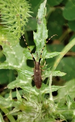 Agapanthia annularis