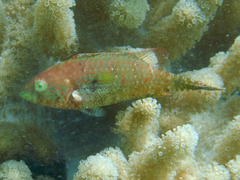 Oxycheilinus bimaculatus