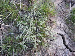Prangos odontalgica