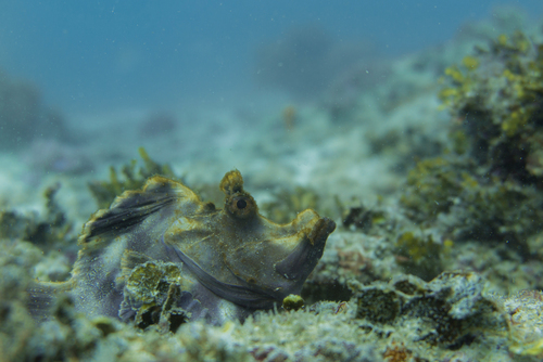 Rhinopias eschmeyeri