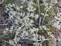 Prangos odontalgica