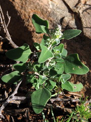 Chenopodium phillipsianum