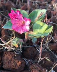Cycladenia humilis