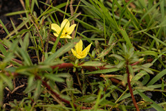 Ludwigia adscendens diffusa