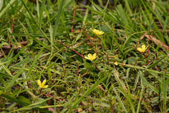 Ludwigia adscendens diffusa