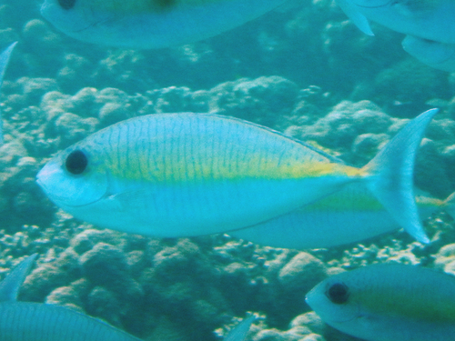 Naso thynnoides