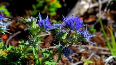 Eryngium dilatatum