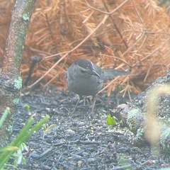 Dumetella carolinensis