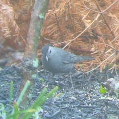 Dumetella carolinensis