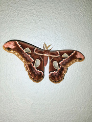 Rothschildia prionia