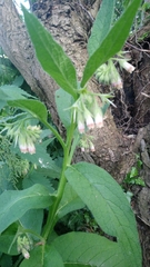 Symphytum officinale