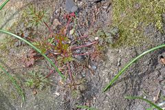 Geranium robertianum