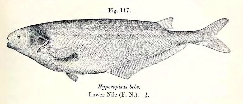 Hyperopisus