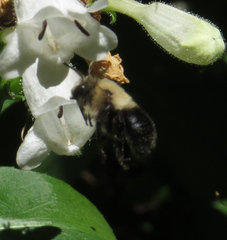 Anthophora abrupta