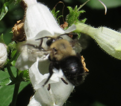 Anthophora abrupta