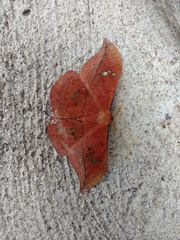 Copaxa multifenestrata