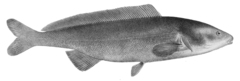 Elephant Fish photo 1