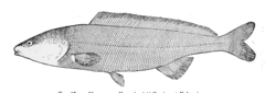 Elephant Fish photo 2