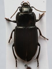 Anisodactylus signatus