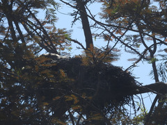 Bubo virginianus