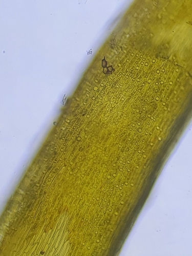 Image of Dicranum bonjeanii by no rights reserved