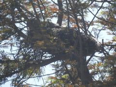 Bubo virginianus