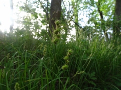 Carex normalis