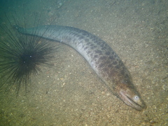 Gymnothorax reevesii