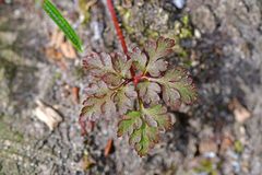 Geranium robertianum