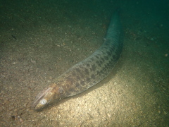 Gymnothorax reevesii