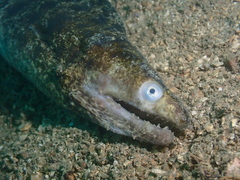 Gymnothorax reevesii