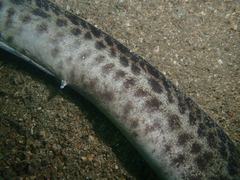 Gymnothorax reevesii