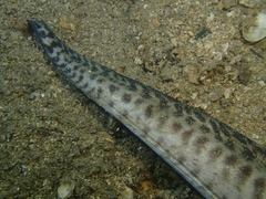 Gymnothorax reevesii