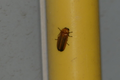 Abscondita