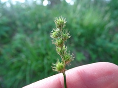 Carex normalis