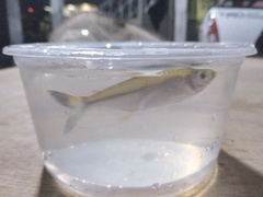 Bryconops
