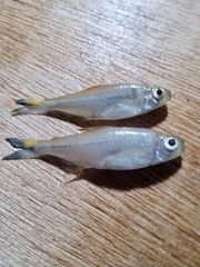 Bryconops
