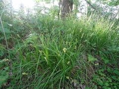 Carex normalis