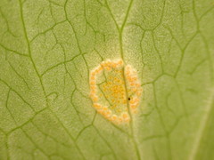 Puccinia sessilis