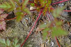 Geranium robertianum