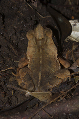 Incilius cavifrons