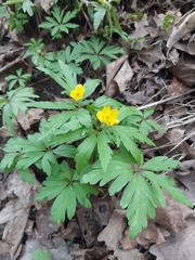 Anemonoides ranunculoides