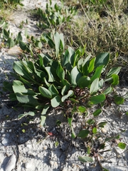 Lepidium cartilagineum