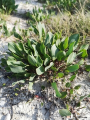 Lepidium cartilagineum