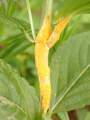 Melampsora rostrupii