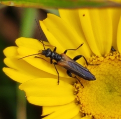 Oedemera simplex