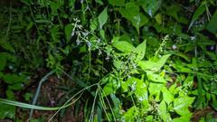Lysimachia decurrens